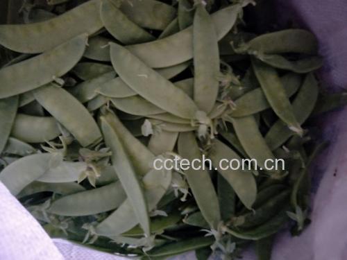 荷兰豆选购对比图