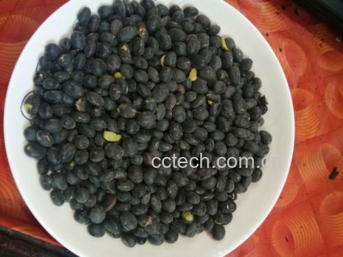 青豆与黑豆对比图