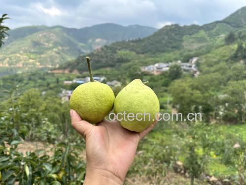 酸梨种植生态环境