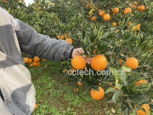 农户在果园采摘金堂脐橙