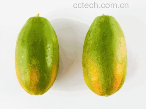 未成熟青木瓜与成熟黄木瓜对比图