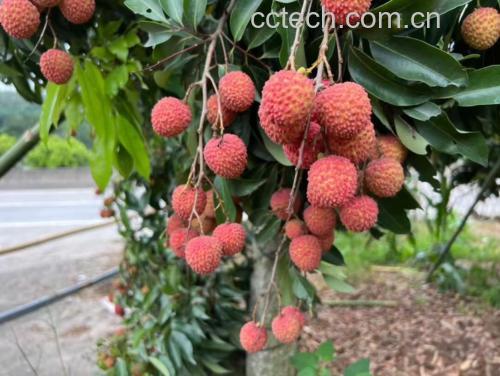 小荔枝味代表品种白糖罂与黑叶的对比图