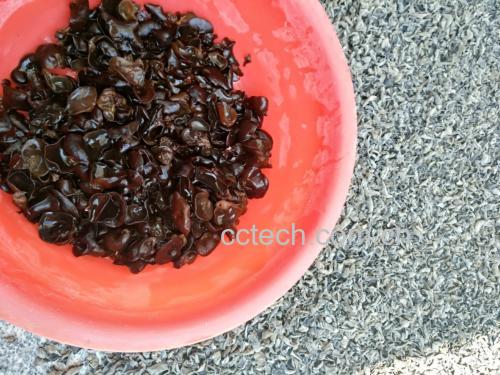 木耳甜橙食材准备图