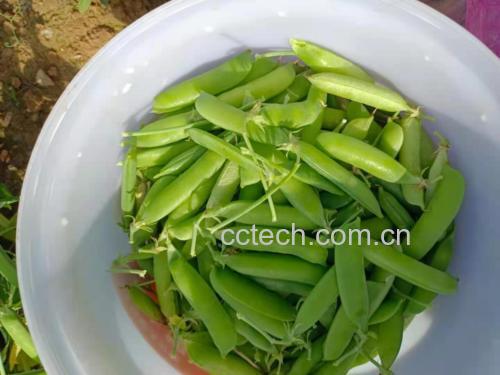 微波炉中装有豌豆的玻璃碗