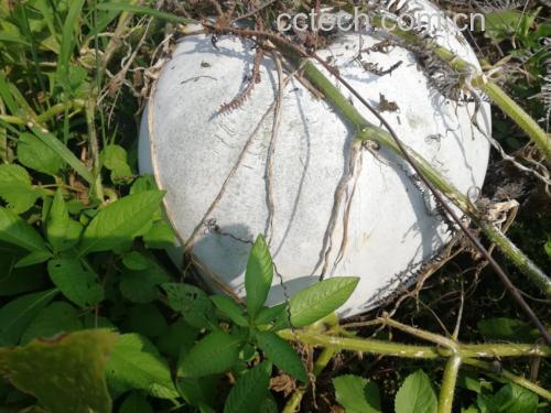 冬瓜植株与果实特写