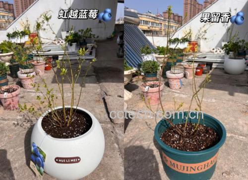 蓝莓与不同品种对比图