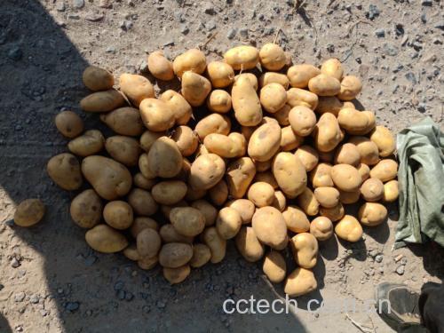 土豆在自然光照下发芽变绿的过程