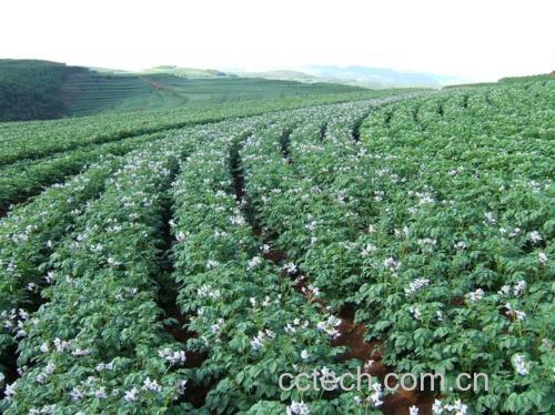 田间生长的土豆植株