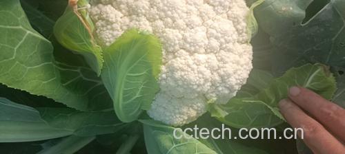 松花菜特写展示其松软花球结构