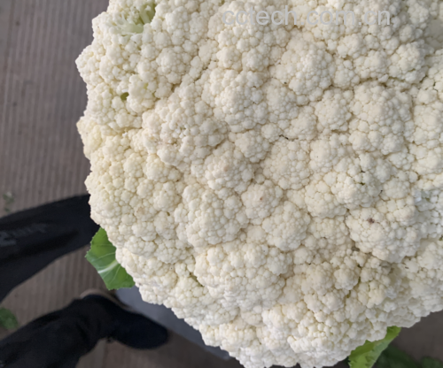 松花菜烹饪图