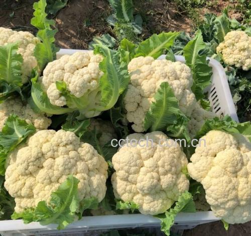市场中堆叠摆放的新鲜松花菜摊位