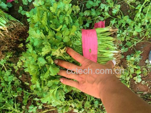 市场中的大叶香菜摊位