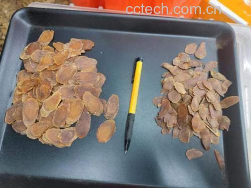 丹参与西洋参药材实物对比图