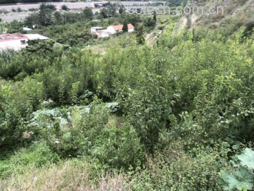 脆红李子果园实景图