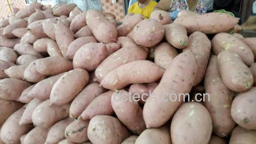 龙薯九号和烟薯25号外观对比