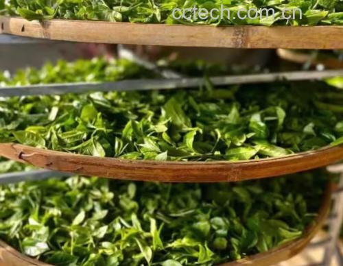 阳光青提果茶成品展示