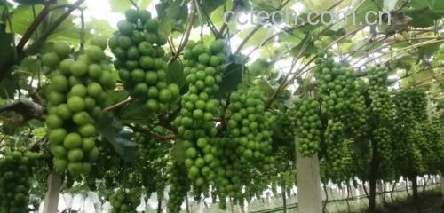 果园中的玫瑰青提种植场景
