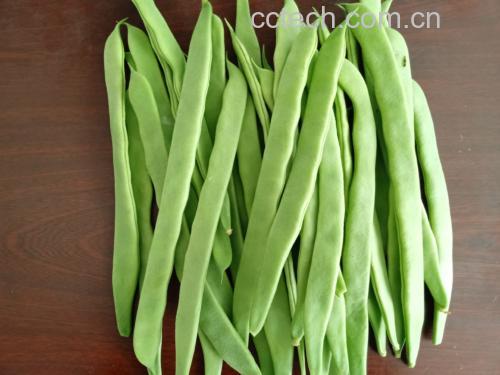 白扁豆实物图