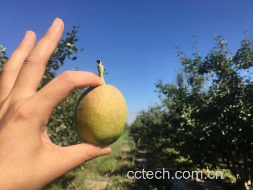 玉露香梨果园实景图