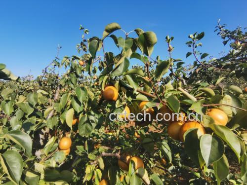 玉露香梨果园实景