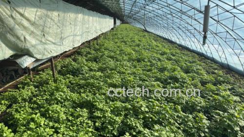 山芹与芹菜植株对比图