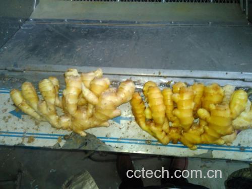 姜片切片过程