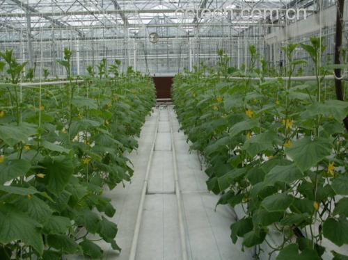 实验室研究人员正在检测植物提取物