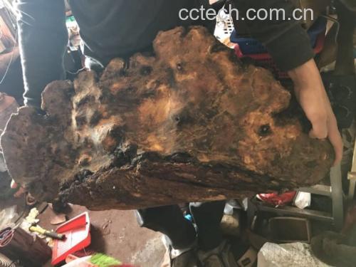 仙鹤草与油松节药材实物对照图