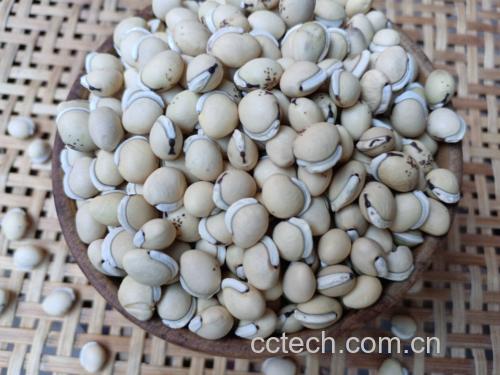 野扁豆苗烹饪过程