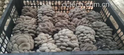平菇新鲜度检测示意图