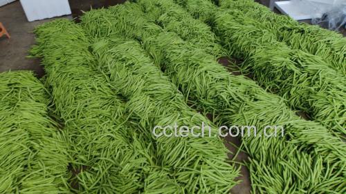 农贸市场摊位上陈列多种四季豆品种,包括绿色、紫边和带斑点的豆角,标签注明“紫边豆”“本地老品种”