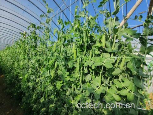 四季豆植株特写