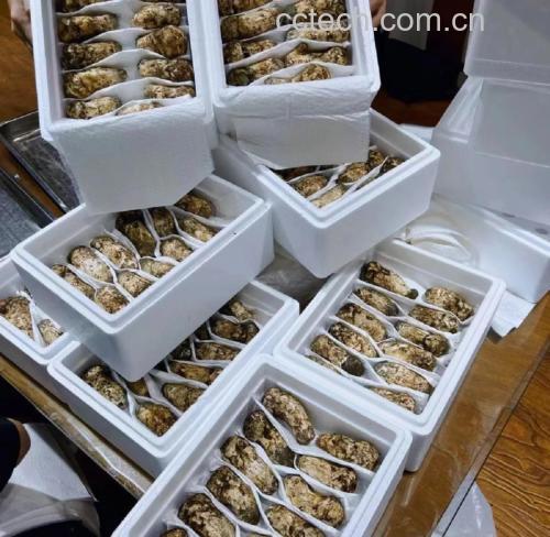 松茸储存方法示意图