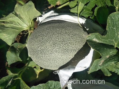 哈密瓜不同品种对比图