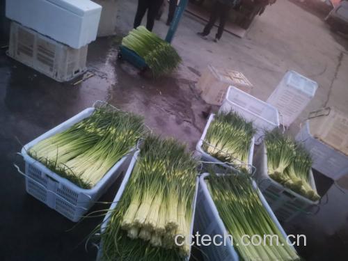 凉拌蒜薹食材处理图