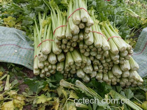 新鲜的芹菜与圆椒展示图