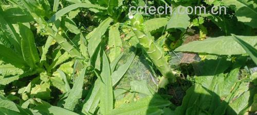 莴苣植株整体形态