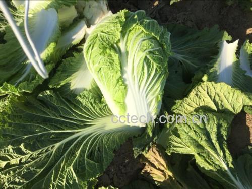 胶州大白菜整株特写