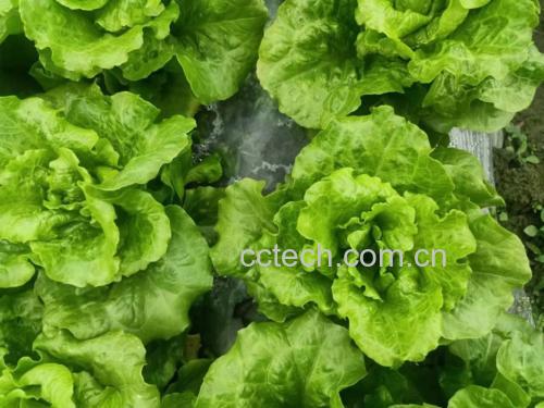 散叶生菜与圆生菜对比图