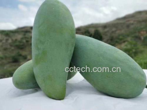 金煌芒与普通芒果对比图