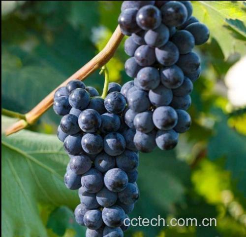 夏黑葡萄与其他水果热量对比图