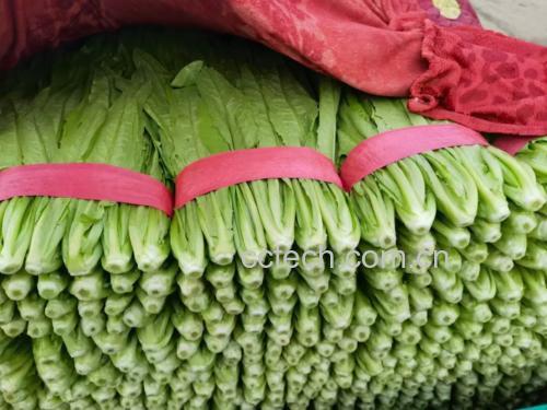 红菜苔清洗过程