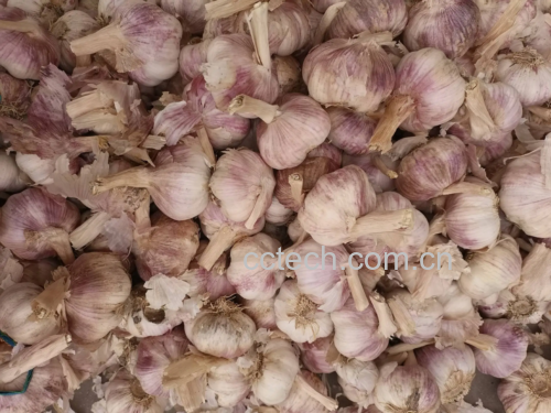 水煮紫菜苔淋油过程