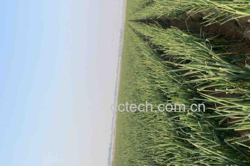长白大葱特写，绿色葱叶与白色葱白分明，背景为东北农田