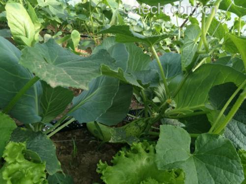 旱黄瓜植株与不同成熟阶段果实对比图