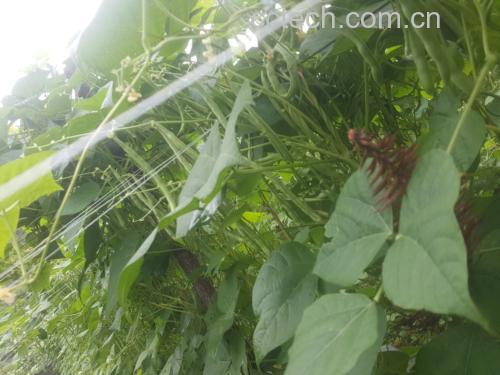 白花四季豆植株特写