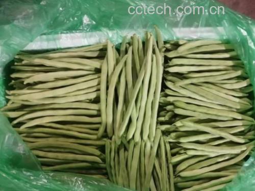 市场中售卖的新鲜白花四季豆