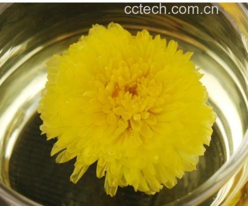 野菊花茶冲泡效果图