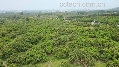 广西平南石硖龙眼果园实景