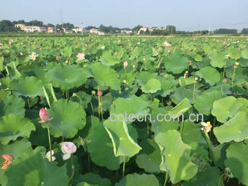 磨皮湘莲产地风光